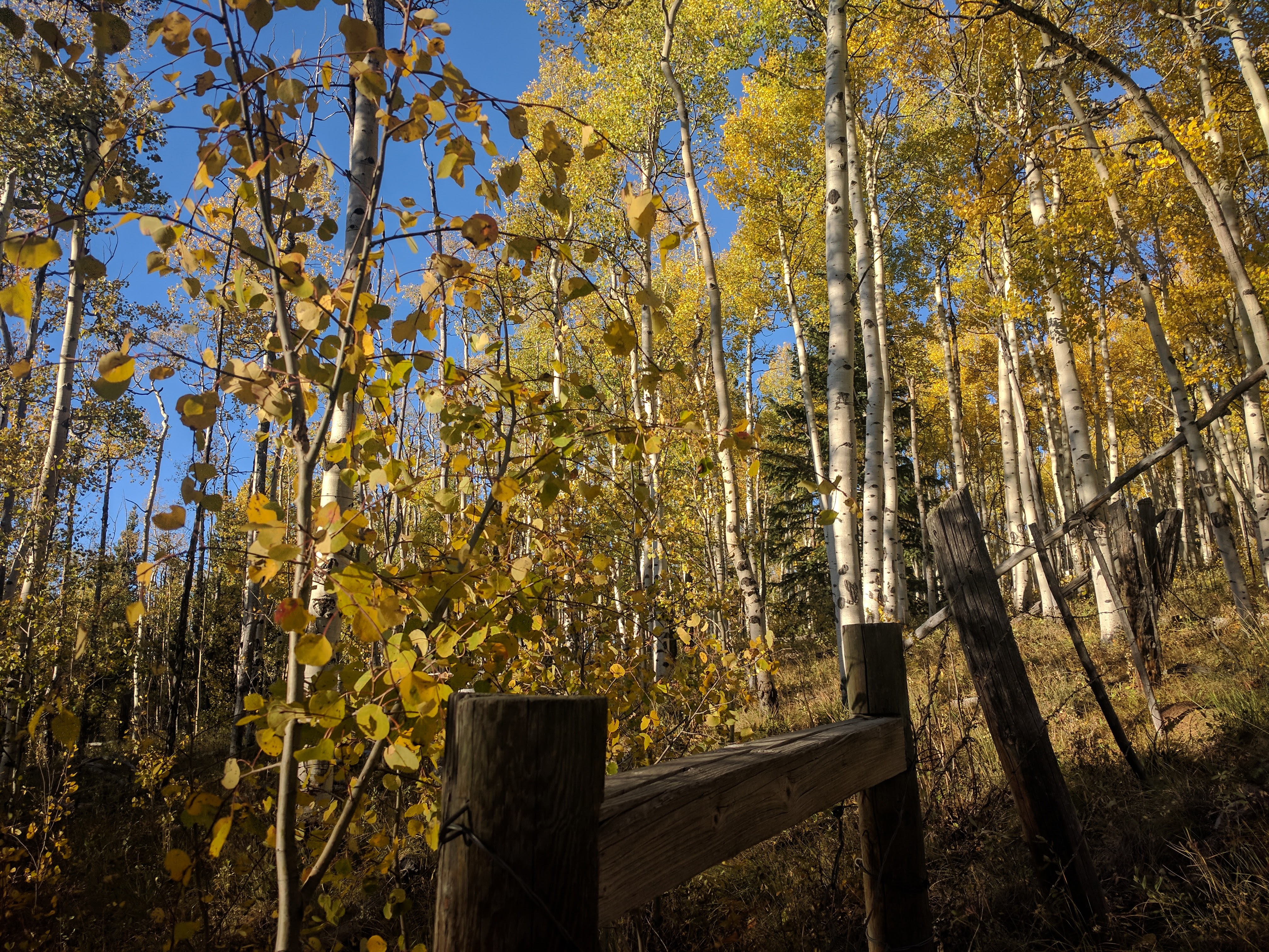 a grove of aspen trees with gold leaves